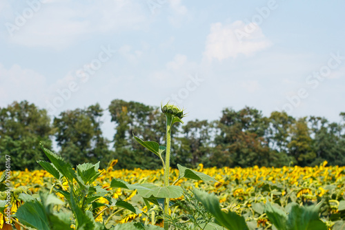 Yellow sunflower field, ripe yellow sunflower