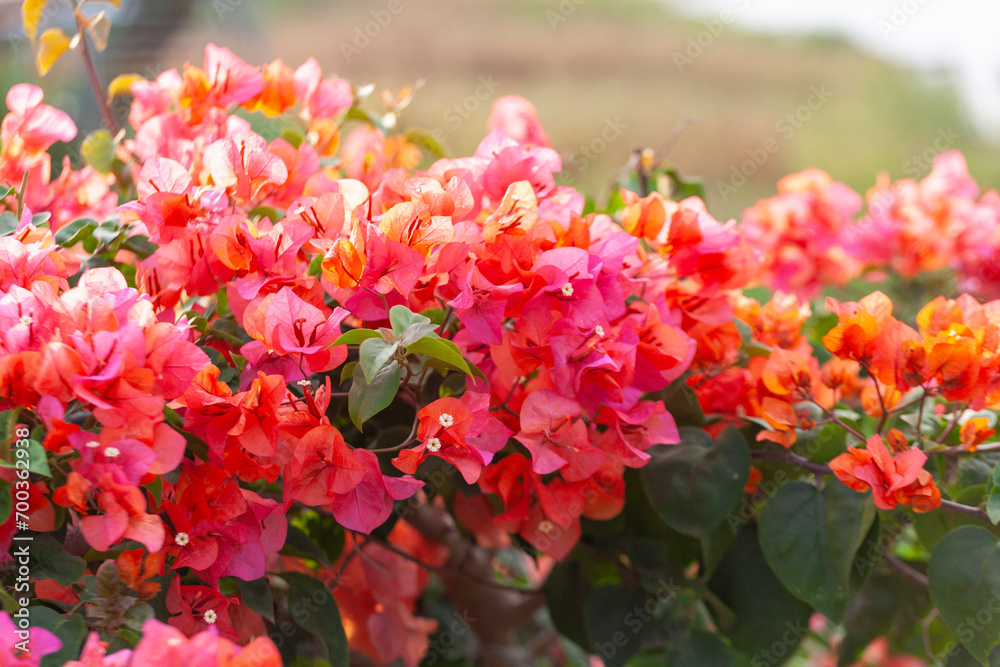 Bougainvillea flower in the garden with nature background. Bougainvillea flower in the garden with nature background.