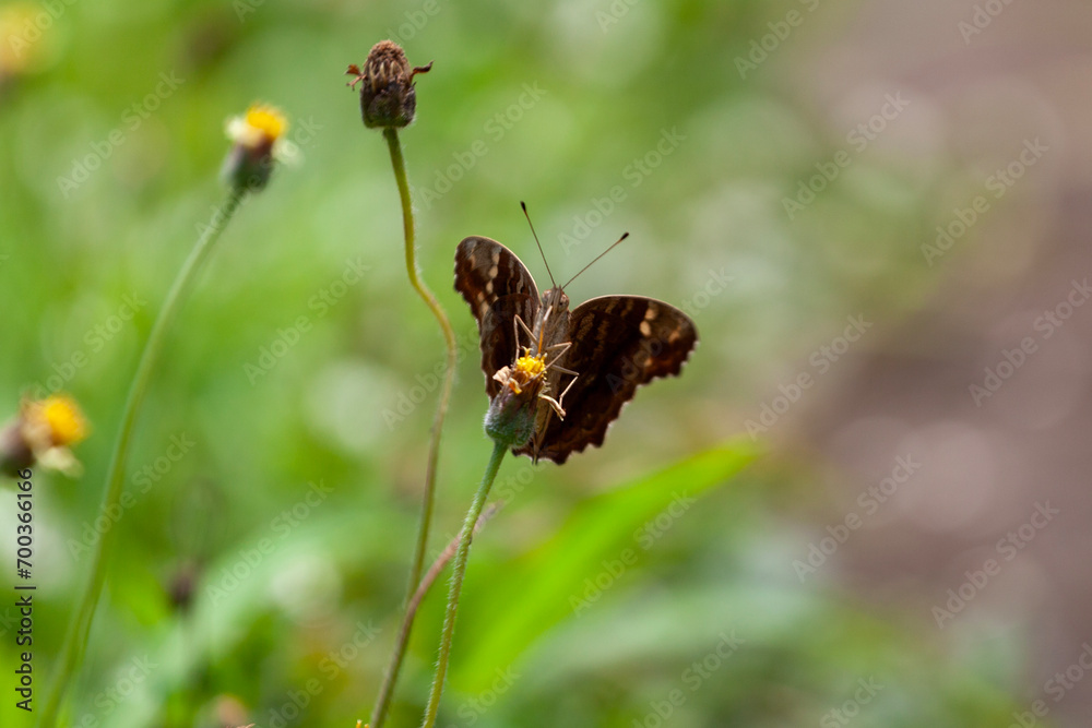 butterfly sitting on a flower in a meadow in summer butterfly sitting on a flower in a meadow in summer
