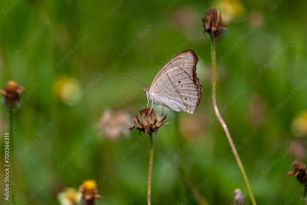 butterfly sitting on a flower in a meadow in summer butterfly sitting on a flower in a meadow in summer
