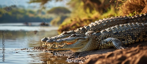 Tanzanian Nile crocodiles, Serengeti National Park.