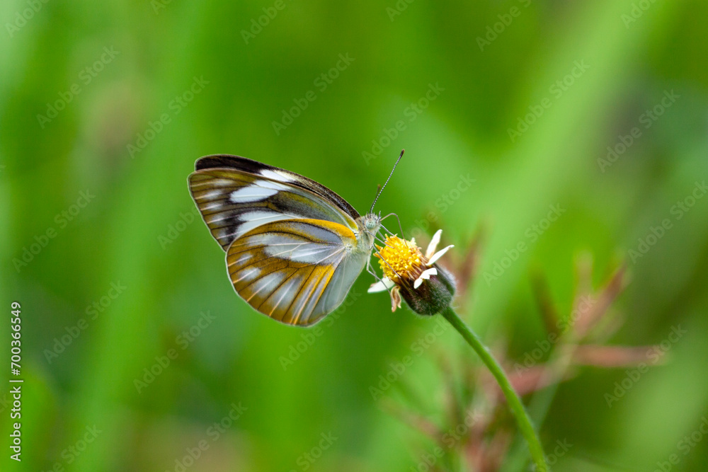 Obraz premium butterfly sitting on a flower in a meadow in summer