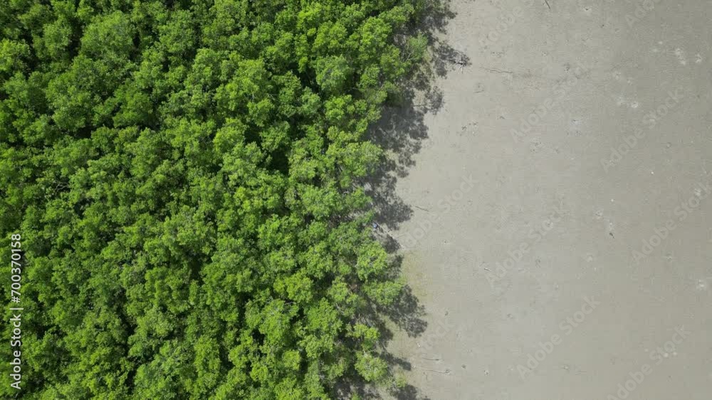 Lush greenery of coastal mangrove trees viewed from above