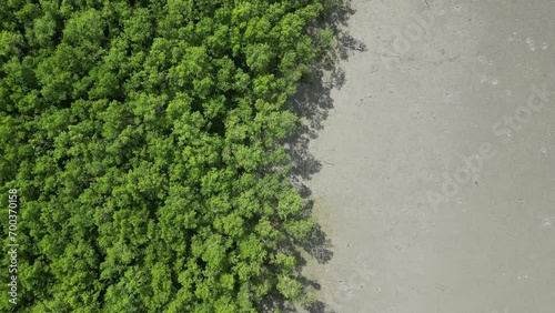 Lush greenery of coastal mangrove trees viewed from above photo