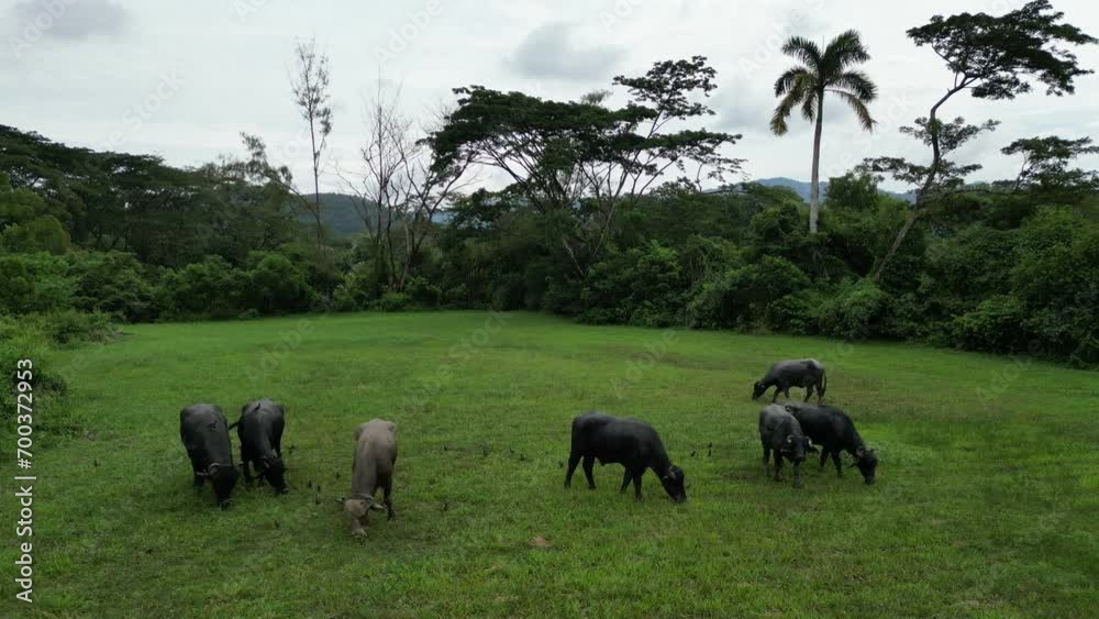 Aerial shot buffalo grazing in a green meadow. Aerial shot buffalo grazing in a green meadow.