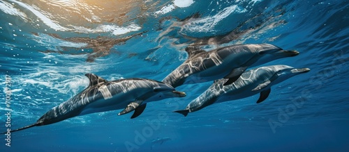 Pacific ocean dolphins swimming photo
