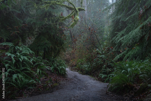 Fototapeta Naklejka Na Ścianę i Meble -  Mysterious winding path through lush green mossy mystical forest on rainy morning