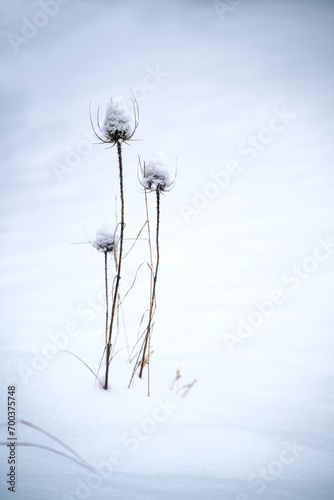 Group of dry wild teasels (Dipsacus fullonum) in the snow, holiday greeting card for Christmas and New Year, copy space, selected focus photo