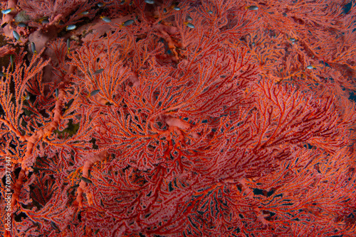 Detail of a large gorgonian growing on a beautiful reef in Raja Ampat, Indonesia. This tropical region harbors epic marine biodiversity and is known as the heart of the Coral Triangle.