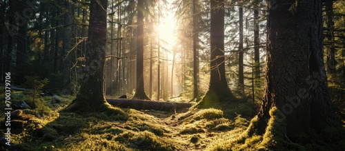 Bergen, Norway - sunlight peering through forest trunks. photo