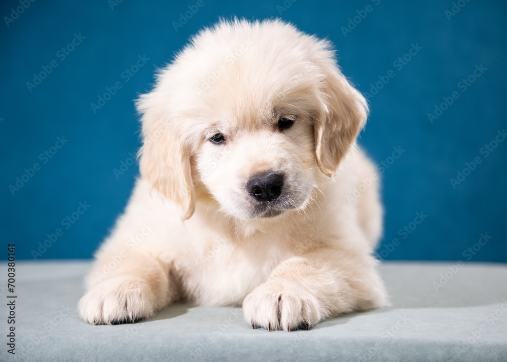 Portrait of a cute golden retriever puppy lying on a blue background
