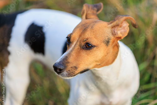 Cute Jack Russell Terrier dog enjoying a walk in the fresh air. Pet portrait with selective focus and copy space © Iurii Gagarin