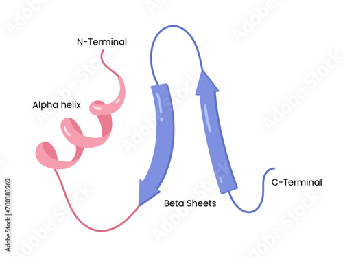 Vector illustration of secondary structure of proteins, alpha helix , beta sheets and protein confirmation photo