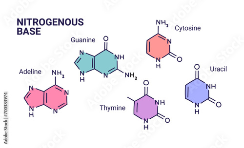 Vector Illustration of nitrogenous base molecules types. Adeline, Thymine, Guanine, Cytosine, Uracil