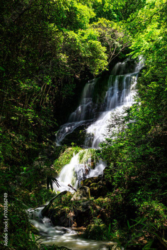 Fototapeta Naklejka Na Ścianę i Meble -  美しい新緑に囲まれた滝｜太戸の滝