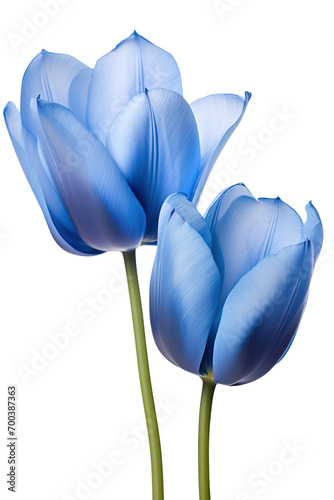 closeup macro view of A collection of blue tulip flowers isolated on a white background PNG #700387363