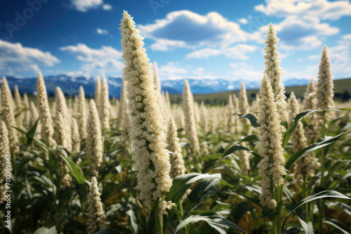 A field of quinoa, resilient and diverse, showcasing the importance of alternative grains in modern agriculture. Concept of crop diversity. Generative Ai.