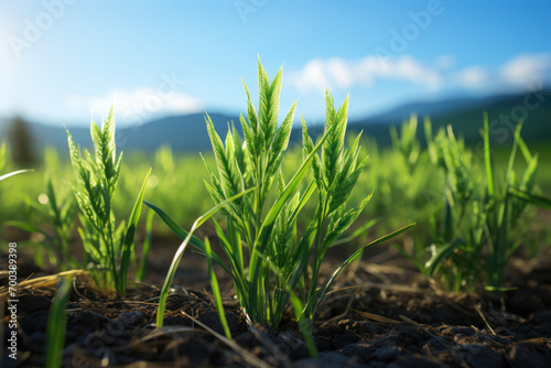 Sprouting wheat fields in early spring, a vibrant and promising sight symbolizing the cycle of growth and renewal in agriculture. Generative Ai.