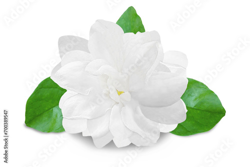 beautiful jasmine white flower blooming with leaves isolated on cutout transparent background png format,in india known as mogra,jui,chameli,mallika,jai,it is national flower of philippines 
