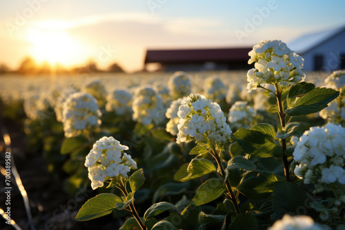 Endless rows of buckwheat plants in full bloom, showcasing the delicate beauty of this hardy and nutritious cereal. Concept of sustainable farming. Generative Ai.