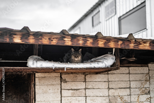 Fototapeta Naklejka Na Ścianę i Meble -  Adorable Old Grouchy Tabby Cat Outside in Snow on Bed in Roof