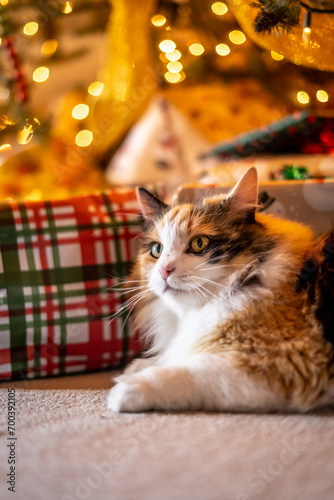Perfect Pretty Calico Tricolored Cat Holiday Festive Sitting Under Christmas Tree With Lights and Bokeh