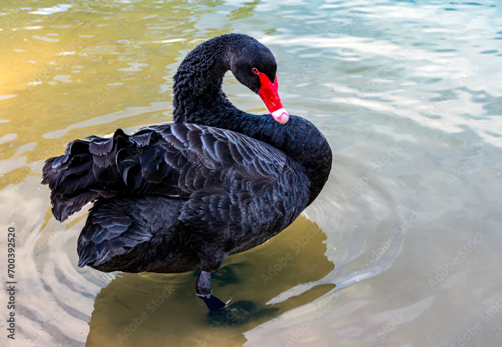 A black beautiful swan swims on the lake on a sunny day. Black swans feed mainly on aquatic plants and small algae,