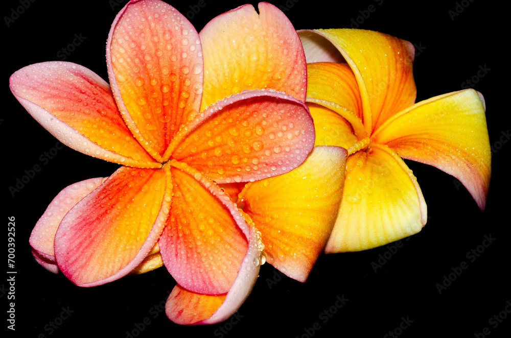 Frangipani tropical flowers Plumeria flowers fresh with water drops