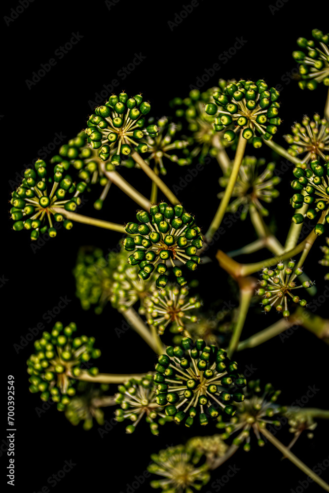 Plant in seed on black background