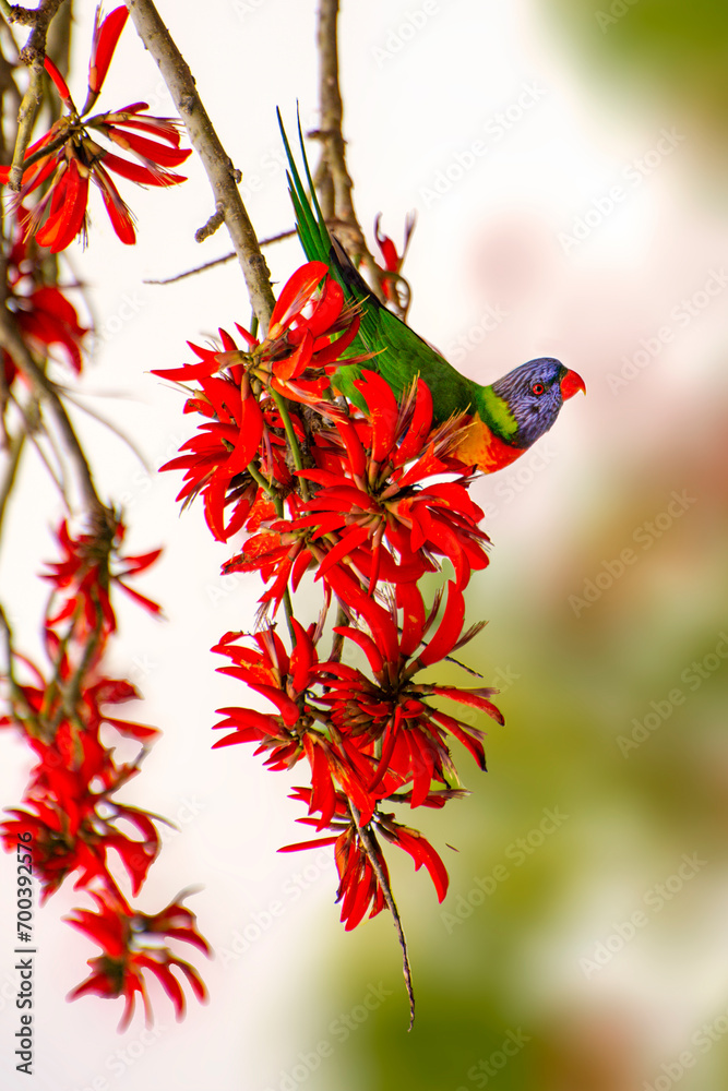 A Rainbow Lorikeet (Trichoglossus haematodus) - a colourful medium-sized Australian parrot - feeding on the flowers of a Coral Tree (Erythrina sykesii) in Perth Western Australia.