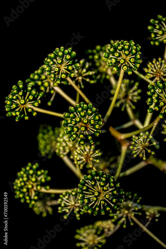 Obraz na płótnie Plant in seed on black background w salonie