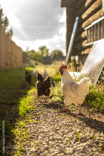 Chickens Outside in Farmland Rustic Sunny Day