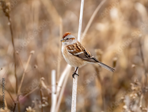 An American tree sparrow perched on a stalk of grass.