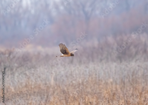 A northern harrier hawk flying low hunting an open field searching for rodents 