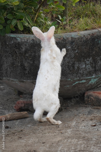 A cute pet rabbit is standing on its back legs to eat green leaves.