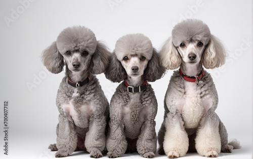 Perros de raza Poodle, sentados, sobre fondo blanco