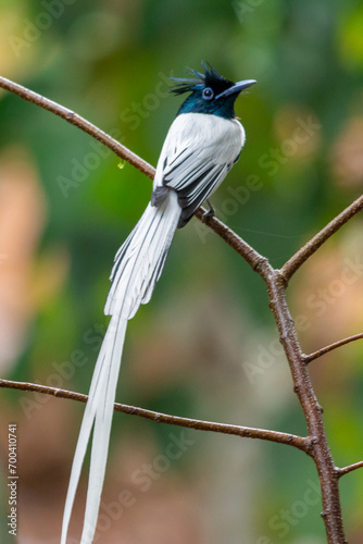 Schilderij op canvas Indian Paradise-flycatcher