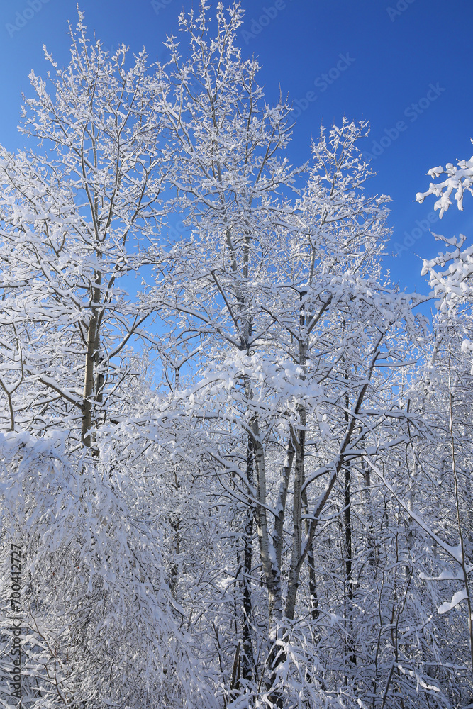 Winter landscape after a snow storm eastern township Quebec Canada
Winter landscape after a snow storm eastern township Quebec Canada