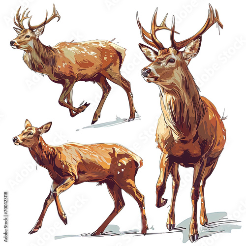 Set of Deer Illustration