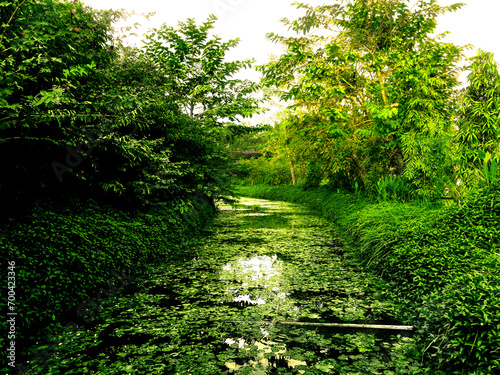 Narrow lake inside forest
