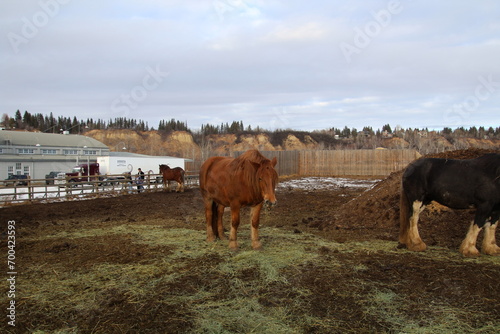 Horses In Pasture, Fort Edmonton Park, Edmonton, Alberta © Michael Mamoon