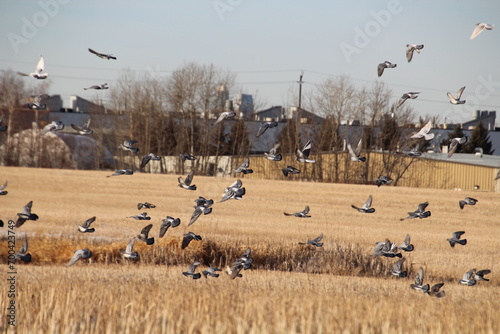 Flock Over The Farmers Field, Pylypow Wetlands, Edmonton, Alberta © Michael Mamoon