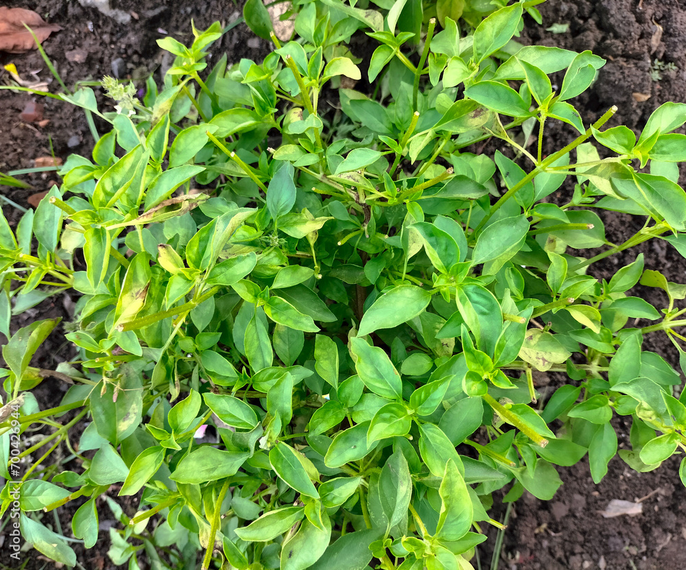 Selective focus. Green and healthy Genovese basil (Ocimum basilicum) seedling plant growing in organic garden soil close up. Selective focus. Green and healthy Genovese basil (Ocimum basilicum) seedling plant growing in organic garden soil close up.