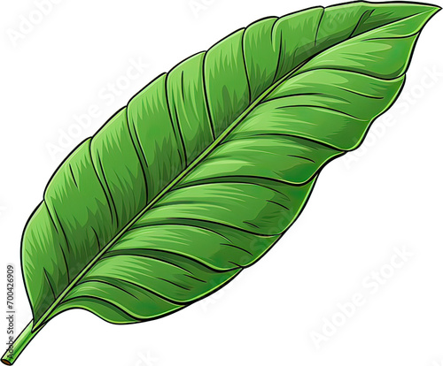 Green banana leaf cartoon style. Tropical theme, green leaf