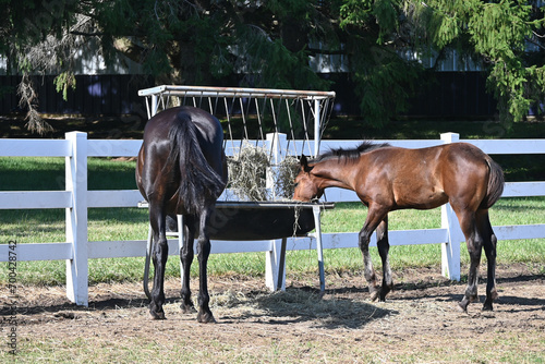 Mare and Colf Eating photo