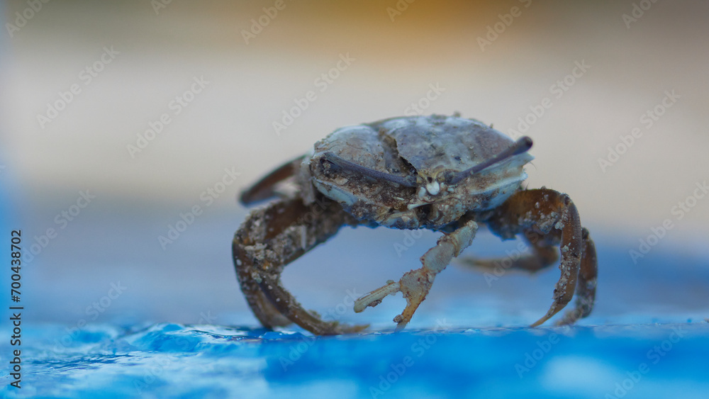 sand crab, close-up, blurred focus