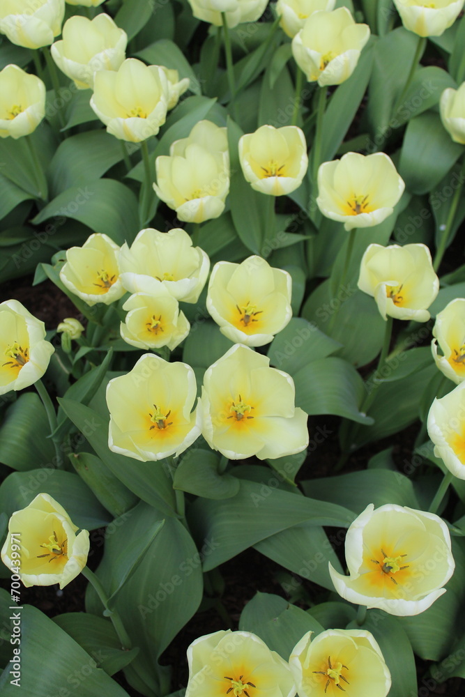 Fototapeta premium yellow flowers in the garden