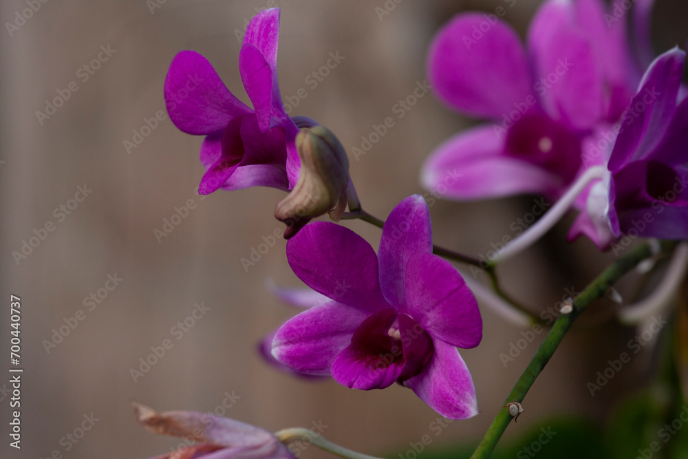 Cooktown Orchid (Dendrobium bigibbum) in Sri Lanka Cooktown Orchid (Dendrobium bigibbum) in Sri Lanka