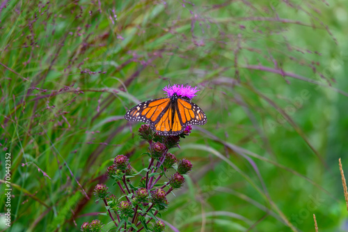 A monarch butterfly on Meadow Blazing Star flowers at the Botanical Gardens at Historic Barns Park, in Traverse City, Michigan. © James W. Thompson