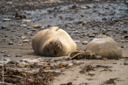 Elephant seal resting on the beach near the ocean.